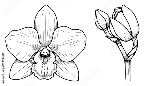 Hand drawn orchid flower vector illustration featuring blooming petals and buds in vintage botanical sketch style for floral design