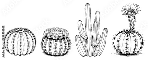 Desert cactus vector collection featuring round and columnar succulent plants with flowers in hand drawn botanical sketch style
