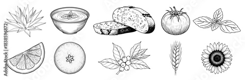Organic food and nature vector set featuring bread tomato citrus fruit and sunflower in hand drawn vintage sketch style