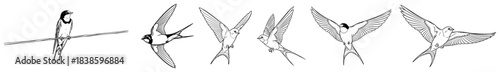 Set of flying swallow birds in various poses and sitting on wire vector line art sketch