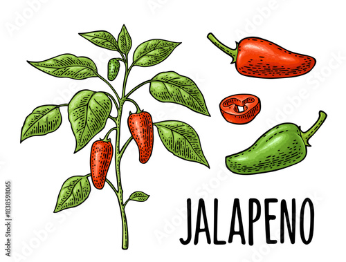 Branch of jalapeno plant with leaf and pepper. Vintage vector engraving color illustration isolated on white. Hand drawn design element