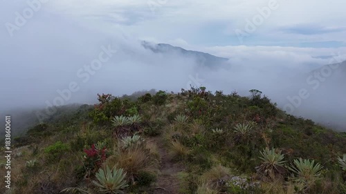 Drone Flying Over Frailejones in Andean Paramo. High quality 4k footage