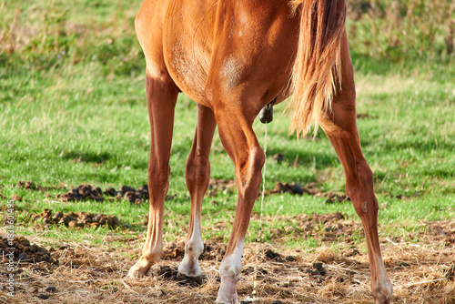 Close-up rear view of a chestnut male horse urinating in a rural pasture showing its hindquarters, tail and stream of urine. Horse urinating.