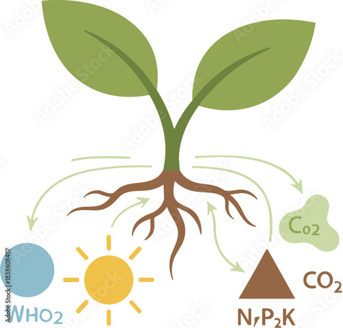 Diagram illustrating plant growth with essential nutrients and elements.