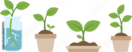 Vector illustration set of young plant seedlings growing in pots and water.