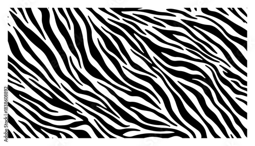 Abstract black and white zebra stripes pattern or wild animal skin texture background for safari design