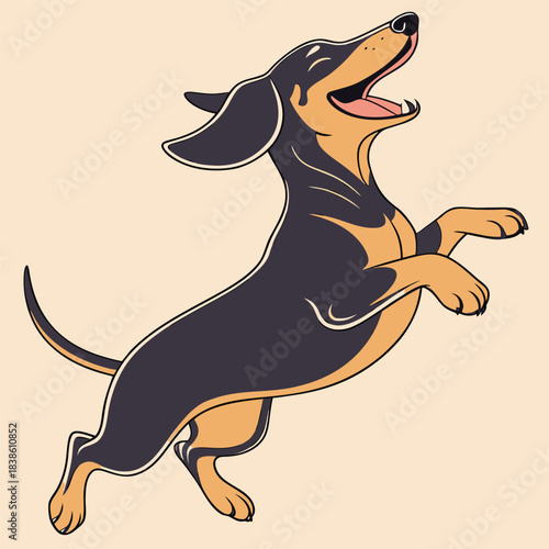 Joyful dachshund dog leaping with excitement and pure happiness in the air.