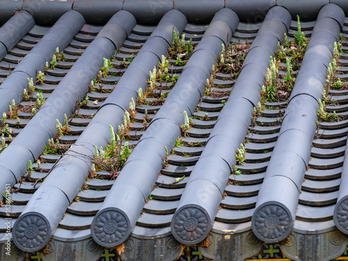 A close-up photograph of rock pine (Orostachys japonica) growing on a traditional Korean tiled roof.