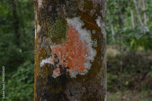 A rubber tree trunk with its bark covered in colorful lichen, Pogonatum, and algae