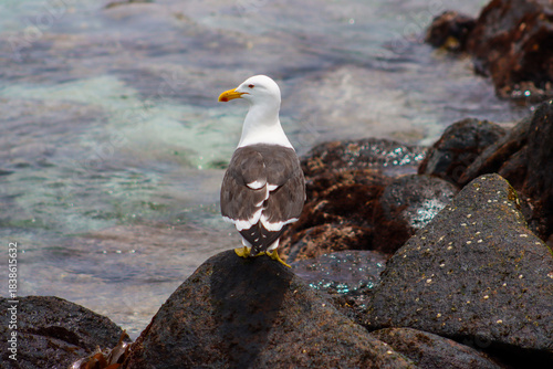 seagull on the rocks at the sea