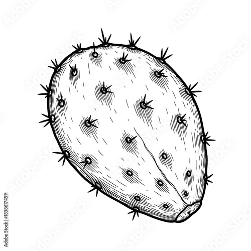 Black and white sketch of a prickly pear cactus pad with detailed shading and texture on a white background
