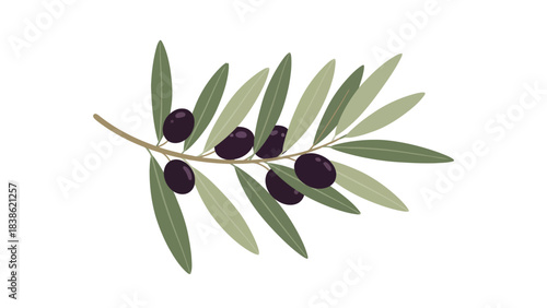 An illustration of a small olive branch with dark purple olives and sage green leaves