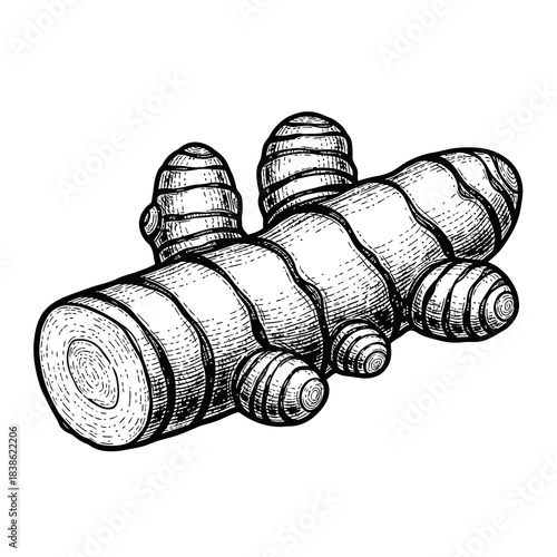 Black and White Sketch of a Ginger Root with Knobs and Textured Surface on a Plain White Background