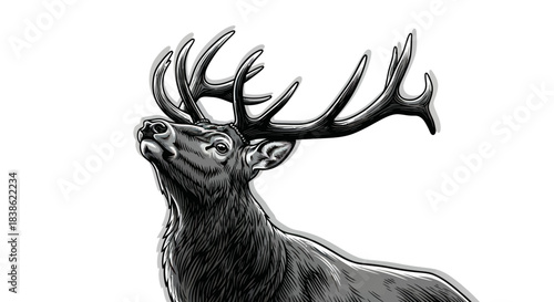 Majestic Stag Portrait - A Detailed Black and White Illustration.