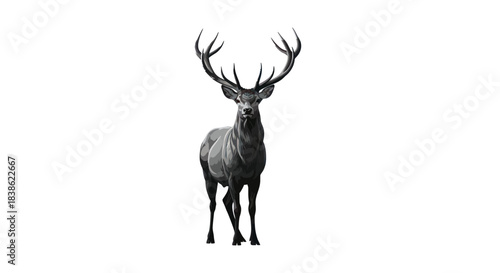 Majestic Stag Portrait - A Striking Black and White Wildlife Study.
