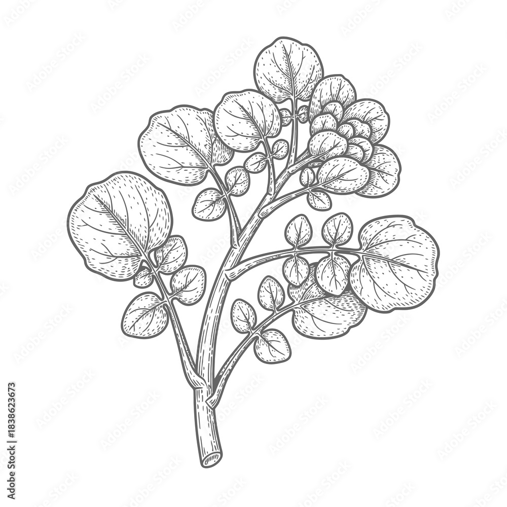 Obraz premium Detailed Line Drawing Illustration of a Watercress Plant with Round Leaves and Stem Against a White Background