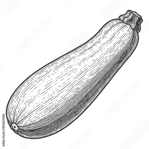 Detailed black and white illustration of a ripe zucchini squash with textured skin against a plain background