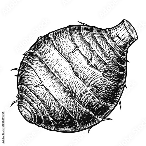 Taro Root Vegetable Illustration With Textured Skin And Bristle Details Isolated On White Background