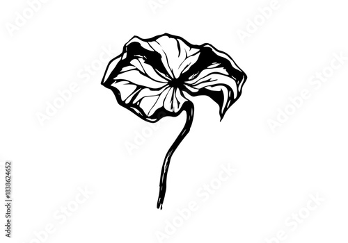 Water Lily hand drawn simple sketch vector illustration
