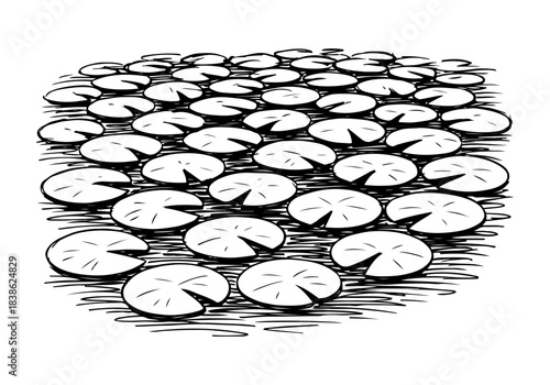 Water Lily hand drawn simple sketch vector illustration
