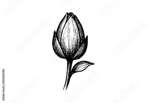 Water Lily hand drawn simple sketch vector illustration