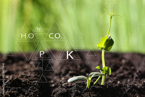 Small green seedlings in so...