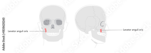 Levator anguli oris - Human facial muscle elevating the corner of the mouth, essential for smiling and facial expression, shown in detailed labeled anatomy chart for medical education and reference.