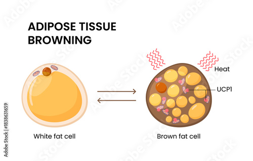 Vector illustration of adipose tissue browning and metabolic health