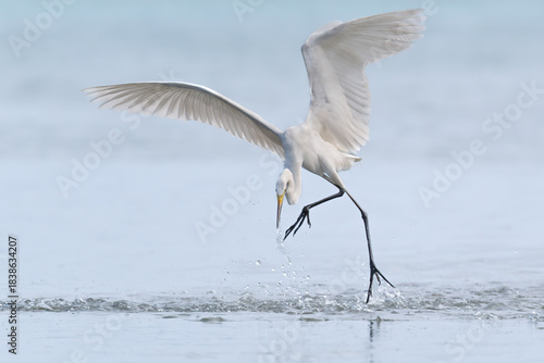 Egret dances on the ocean