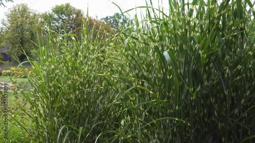 Wallpaper Mural Miscanthus sinensis Strictus (zebra grass) stands tall with striped foliage, surrounded by other plants in a landscaped setting of the National Botanic Garden in Salaspils (Latvia, Europe) Torontodigital.ca