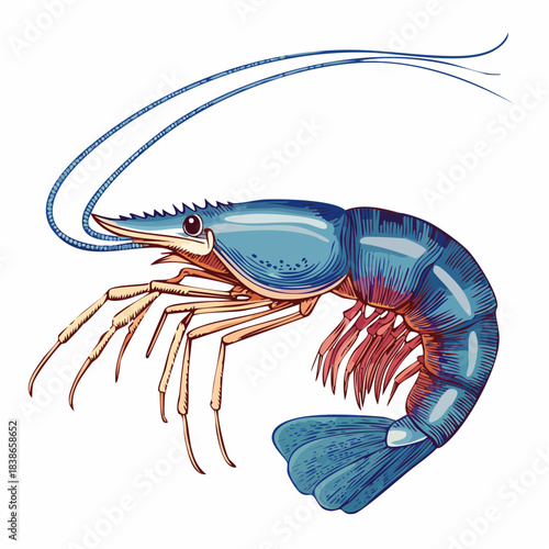 Vector illustration of shrimp. Illustration of a blue king prawn or shrimp with long antennae and segmented body, isolated on a white background