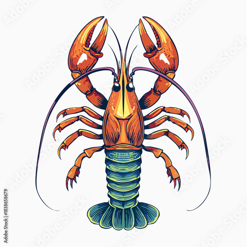 Illustration of a vibrant orange lobster with large claws and a segmented blue tail, viewed from above and isolated on a white background
