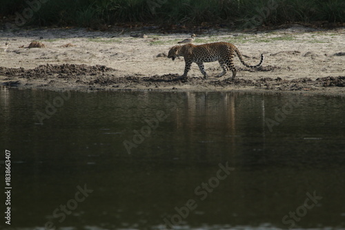 Sri Lankan Leopards in Wilpattu National Park, Sri Lanka 