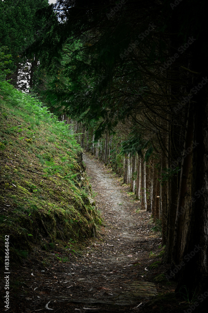 Obraz premium camino entre una montaña y un bosque