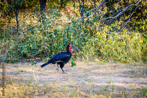 Ground Hornbill
