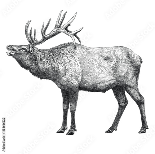 Black and white elk illustration isolated on white background