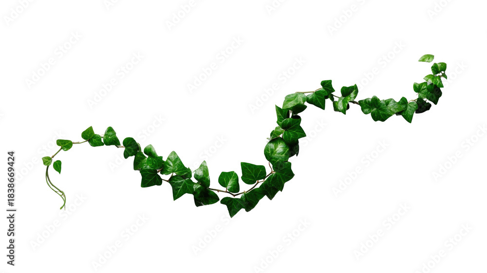 Fototapeta premium Vibrant Green Ivy Vine with Lush Leaves for Natural Decor and Indoor Plant Aesthetics