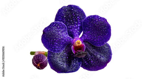 Vibrant Purple Orchid with Raindrops Close-Up, Showcasing Unique Petal Texture and Stunning Colors in Nature