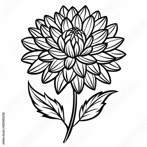 aster flower line art on white background