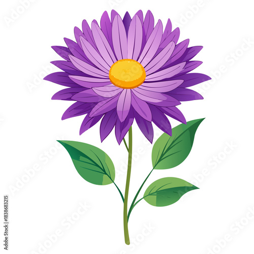aster flower on white background