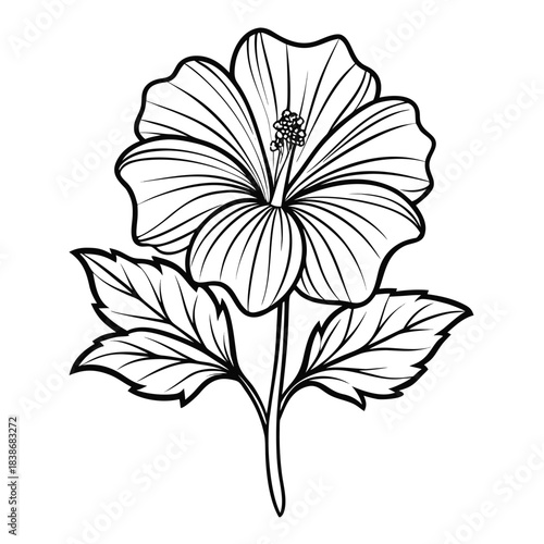 common mallow on white background