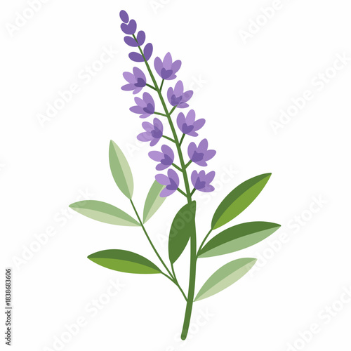 russian sage flower on white background