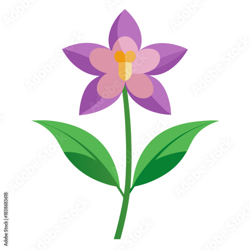 purple sweet rocket flower isolated on white background