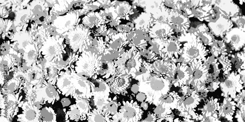 A dense field of white daisy like flowers in a black and white image