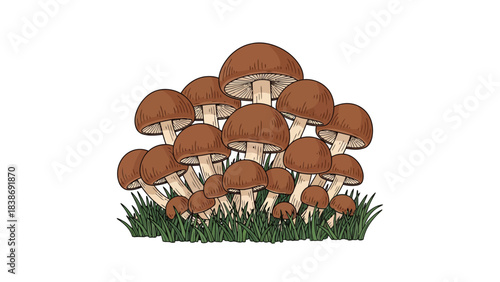 A cluster of browncapped mushrooms growing in green grass