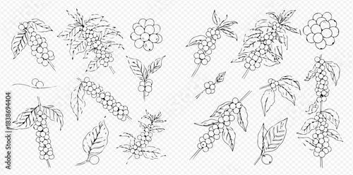 Set of hand-drawn coffee plant branches with beans and leaves in outline style.