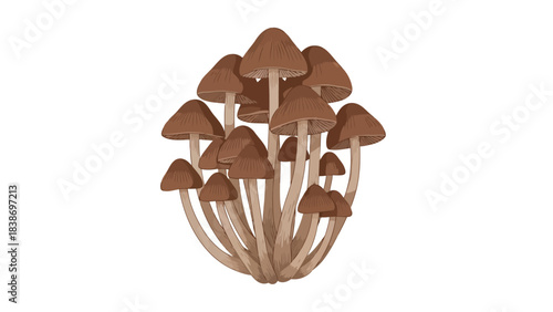 Cluster of brown conicalcapped mushrooms with light stems on a white background