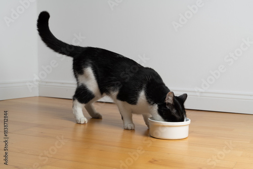 A tuxedo cat with its tail raised eats from a food bowl standing on a wooden floor.