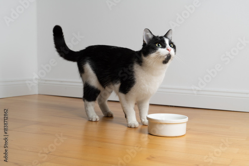 Tuxedo cat stands behind an empty food bowl and looks up expectantly, as if he is about to be fed.