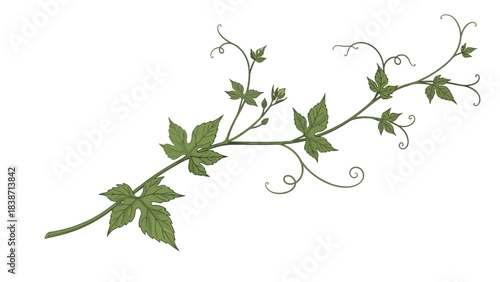 Stylized green vine branch with lobed leaves and tendrils on a white background